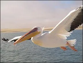 En mer, je vis uniquement sur les eaux c�ti�res peu profondes. Je suis :