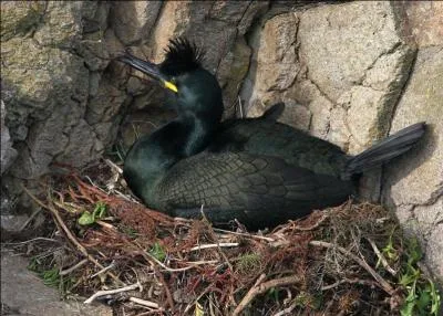 Je peux mesurer jusqu'� 105 cm d'envergure. Je suis :