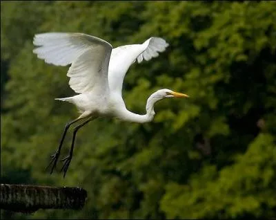 Je suis la plus grande aigrette. Je suis :