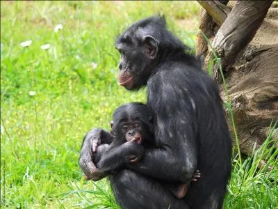 Combien de temps la mre singe allaite-t-elle son petit ?