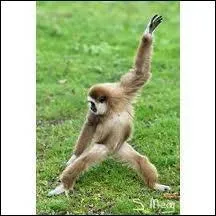 Quelle est la principale nourriture des gibbons ?