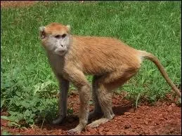 Les singes vivent tous dans les pays chauds.