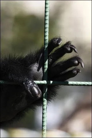 quoi servent les doigts crochus des gibbons ?