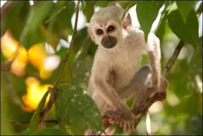 Les singes sont des animaux solitaires.