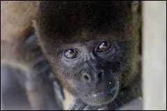 Pourquoi les singes sont-ils des animaux en pril ?