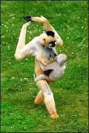 Pourquoi le gibbon lve-t-il ses bras quand il marche sur deux pattes ?
