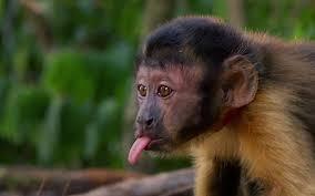 Quiz Singes
