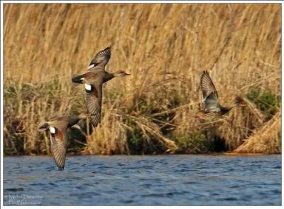 Je peux mesurer jusqu' 95 cm d'envergure. Qui suis-je ?