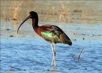 Je suis surtout prsent sur le bassin mditerranen, mais vous pouvez aussi me rencontrer dans d'autres rgions, comme les marais du Poitevin. Qui suis-je ?