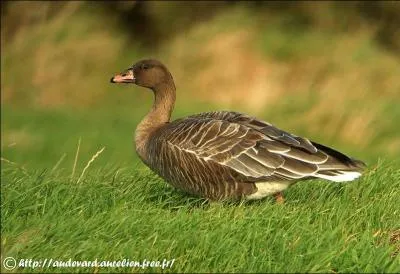 Vous pouvez me rencontrer en mer lors de ma migration. Qui suis-je ?