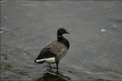 Je suis la seule oie  la tte entirement noire. Qui suis-je ?