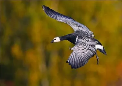 Je suis la seule oie  avoir la face entirement blanche. Qui suis-je ?