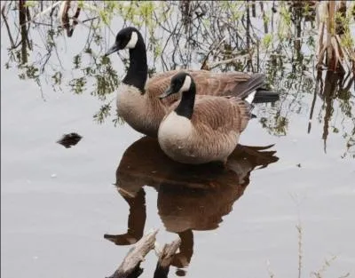 Je suis la plus grande bernache de la rgion. Qui suis-je ?