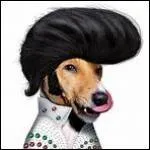 De retour sur votre cran Elvis Dog ! Quel tube a-t-il chant ?