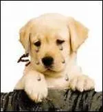 Ce chien est triste de vous quitter, mais il est aussi trs triste de la mort de Nelson Mandela (petit hommage). Quand est-il n ? Et quand est-il mort ? Grand homme au grand cur, il nous a quitts  95 ans, moi je dis vive Nelson Mandela !