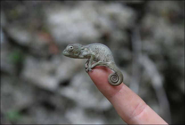 a quel animal vous identifiez vous