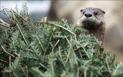 Comment appelle-t-on les crottes de ce mustlid ?