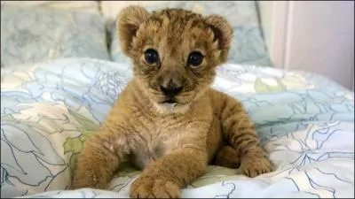 Sur quel continent ne peut pas natre ce bb flin,  l'tat sauvage ?