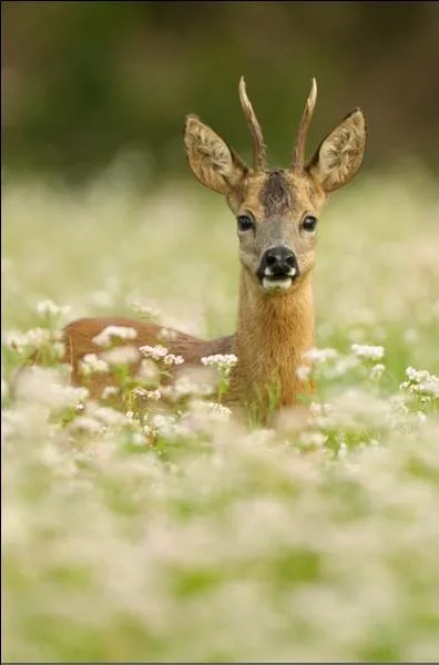 Allez-vous reconnatre ce cervid ?