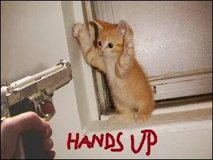 Le chat sauvage d'Europe peut se croiser avec le chat domestique !