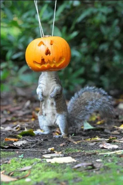 Quel animal a dcid de fter Hallowen ?