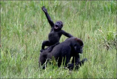 Comme vous pouvez le constater, ces deux primates ont l'air d'apprcier l'herbe !
