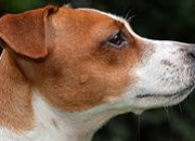 Quiz Le Jack Russel Terrier