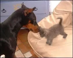 Quel auteur s'tant aperu que le chat se considre souvent comme le  roi  du foyer a crit :  Le chat semble mettre un point d'honneur  ne servir  rien, ce qui ne l'empche pas de revendiquer au foyer une place meilleure que celle du chien  ?