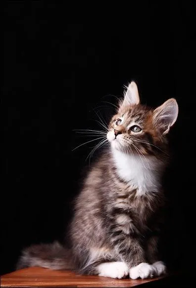 Quel auteur qui a d se montrer un  homme press  avec les chats a crit :  Les chats sont incompris parce qu'ils ddaignent de s'expliquer : ils ne sont nigmatiques que pour ceux qui ignorent le pouvoir expressif du silence  ?