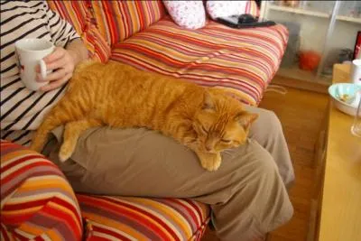 Quel auteur qui aurait pu consacrer un  roman  aux chats plutt qu' une  momie  a crit :  Conqurir l'amiti d'un chat est chose difficile. C'est une bte philosophique, range, tranquille, tenant  ses habitudes, amie de l'ordre et de la propret, et qui ne place pas ses affections  l'tourdie  ?