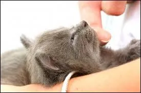 Quel crivain a d caresser souvent des chats au cours de sa  vie  pour remarquer que  Rien n'est plus doux, rien ne donne  la peau une sensation plus dlicate, plus raffine, plus rare que la robe tide et vibrante d'un chat  ?