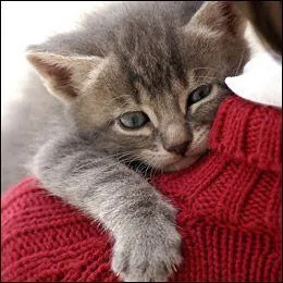 Quel auteur ayant fond  de grandes esprances  sur les chats a crit :  Est-il plus beau cadeau que l'affection d'un chat ?   ?