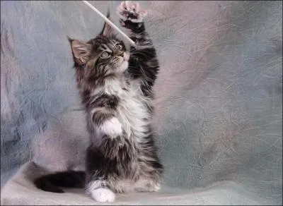 Quel auteur a d tent de nombreux  essais  de jeux avec son chat pour crire :  Quand je joue avec mon chat, qui sait s'il ne s'amuse pas plus de moi que je ne le fais de lui ?   ?