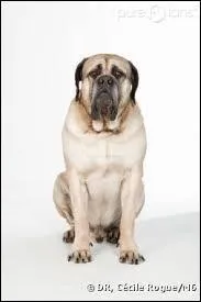 Comment s'appelle le chien ?