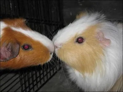 Je suis de la famille des...