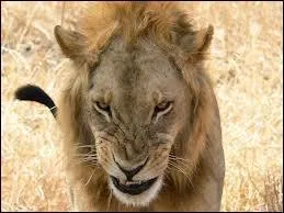 Je suis le roi, donc je suis :