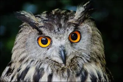 Quelle est la race de l'Hibou de Drago ?
