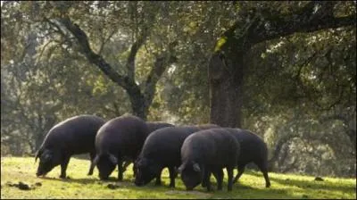 L'appellation pata negra correspond  un porc :