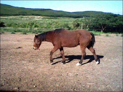 Cheval ou poney, comment les reconnat-on ?