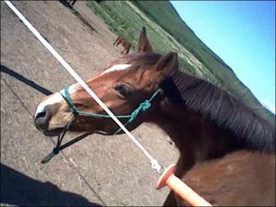 Quelle est la couleur de cette robe ?