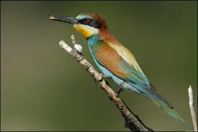 Qu'est-ce donc qu'un "guêpier" quand il ne s'agit pas d'un piège ?