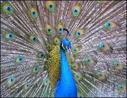 Ce sont les Cerfs ...