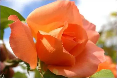 tes-vous satisfait de votre Voyage en Terre Romane ? Quelle note attribuez- vous sur votre indice de satisfaction ?