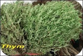 C'est le Serpent ...