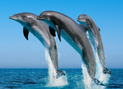 Quiz Mes amis les dauphins