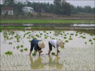 D'aprs vous, o se trouve le muscle  risorius  ?