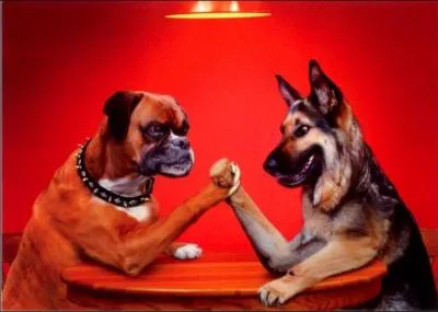 Le muscle  carr pronateur  a un bien joli nom, n'est-ce pas ? O est-il ?