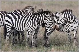 Quel est le meilleur ami de l'homme ?