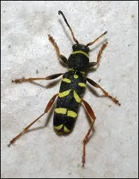 Que ne mangent-ils pas ?