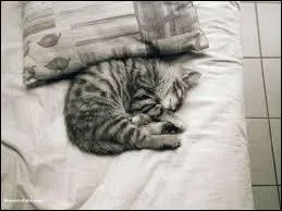 Comment voient-ils ?